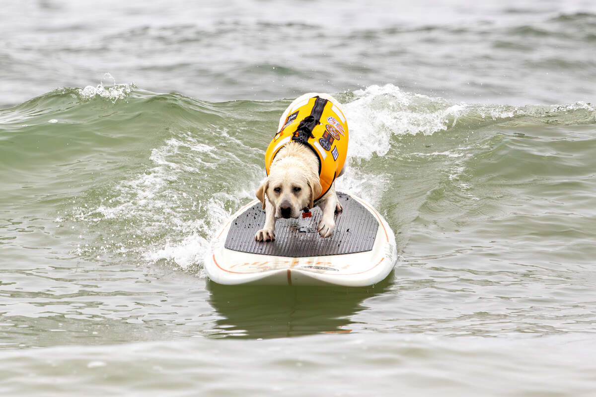Dogs catch waves at Pismo Beach CA surf competition | San Luis
